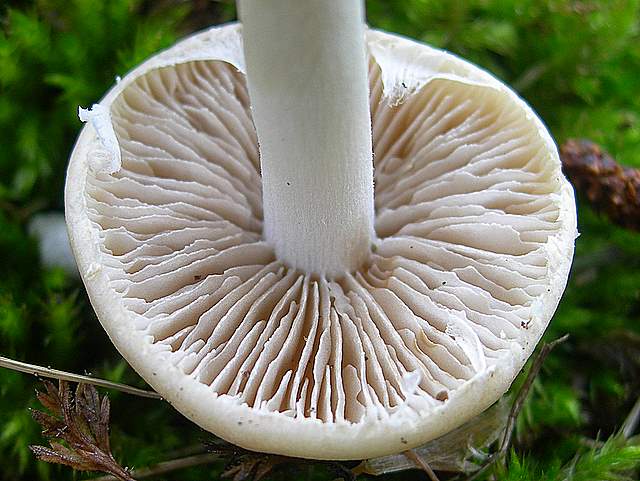Agrocybe sororia s.l.